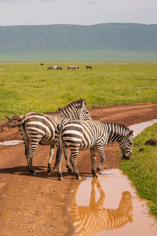 5 Days Tanzania Safari