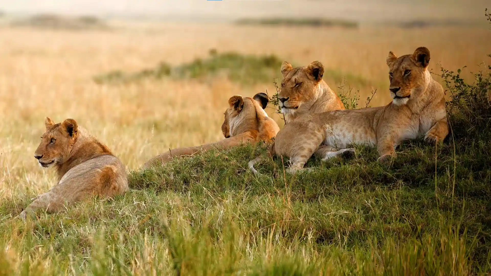 tanzania safari