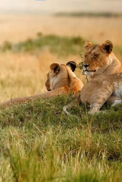 tanzania safari